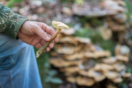 Foto de Setas en mano masculina en el bosque - Imagen libre de derechos