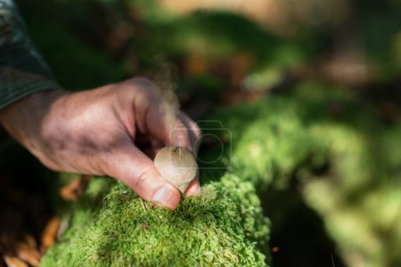 Photo for Rain mushrooms growing in forest. Beautiful forest landscape with mushrooms grow - Royalty Free Image
