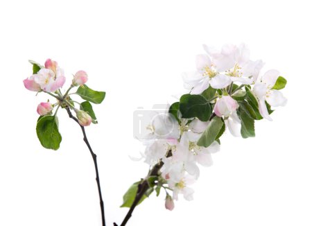 Photo for Blooming apple tree branch with large white-pink flowers and green leaves  isolated on white background. Flowering at spring. - Royalty Free Image