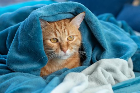 Foto de Lindo gato tabby rojo joven acostado en el sofá y asomándose desde debajo de la manta, mascota divertida en casa, tarde soleada - Imagen libre de derechos