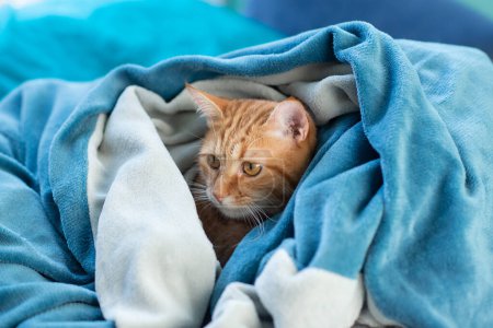 Photo for Cute young red tabby cat lying on sofa and peeking out from under the blanket, funny pet at home, sunny afternoon - Royalty Free Image