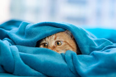 Téléchargez les photos : Mignon jeune chat rouge tabby couché sur le canapé et regardant sous la couverture, drôle d'animal de compagnie à la maison, après-midi ensoleillé - en image libre de droit