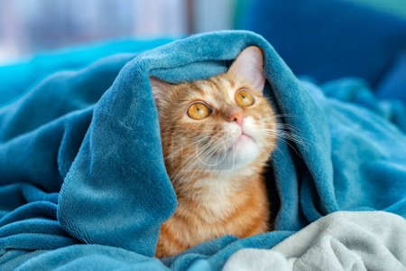 Cute young red tabby cat lying on sofa and peeking out from under the blanket, funny pet at home