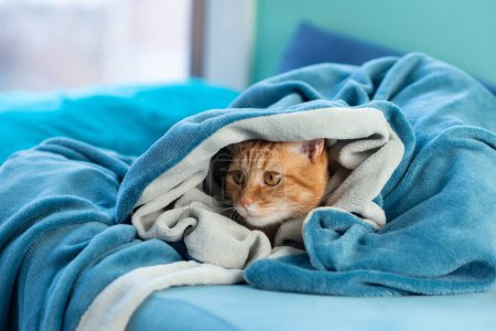 Foto de Lindo gato tabby rojo joven acostado en el sofá y asomándose desde debajo de la manta, mascota divertida en casa - Imagen libre de derechos