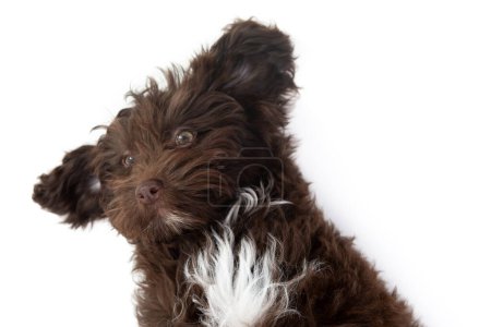 Foto de Perro. Divertido retrato de lindo perrito rizado marrón. Diseñador crianza cachorro, mezcla de Yorkshire terrier y caniche, estudio mascota retrato aislado en blanco - Imagen libre de derechos