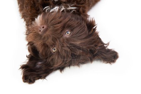Photo for Dog. Funny portrait of cute brown curly puppy. Designer breed pup, mix of Yorkshire terrier and poodle, studio pet portrait isolated on white - Royalty Free Image