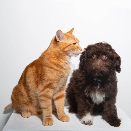 Téléchargez les photos : Mignon chiot bouclé brun Maltipu et jeune chaton rouge tabby assis ensemble au studio sur fond blanc. Amitié du chien et du chat - en image libre de droit