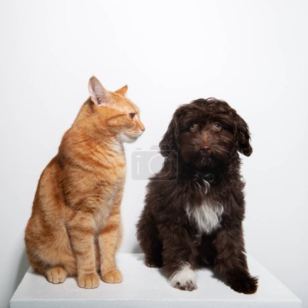 Photo for Cute brown curly puppy Maltipu and young red tabby kitty sitting together at studio over white background. Friendship of dog and cat - Royalty Free Image