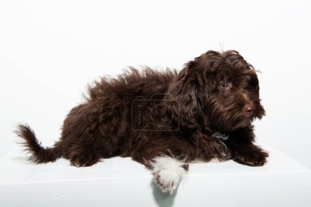 Photo for Cute brown curly puppy Maltipu, studio portrait isolated on white - Royalty Free Image