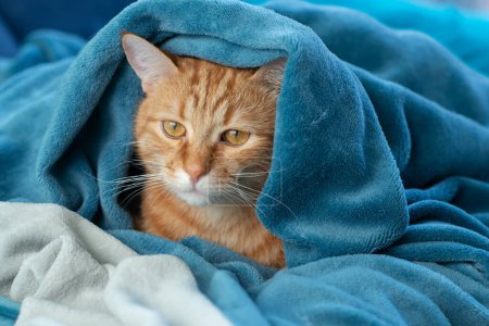 Téléchargez les photos : Mignon jeune chat rouge tabby couché sur le canapé et regardant sous la couverture, drôle d'animal de compagnie à la maison - en image libre de droit