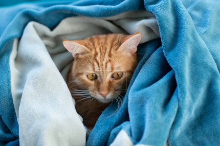 Foto de Lindo gato tabby rojo joven acostado en el sofá y asomándose desde debajo de la manta, mascota divertida en casa, tarde soleada - Imagen libre de derechos