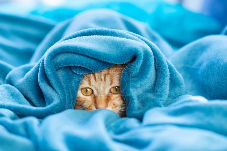 Cute young red tabby cat lying on sofa and peeking out from under the blanket, funny pet at home, sunny afternoon
