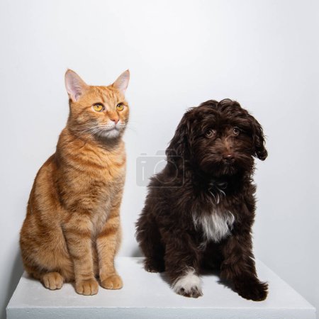 Foto de Lindo perrito rizado marrón Maltipu y gatito tabby rojo joven sentados juntos en el estudio sobre fondo blanco. Amistad de perro y gato - Imagen libre de derechos