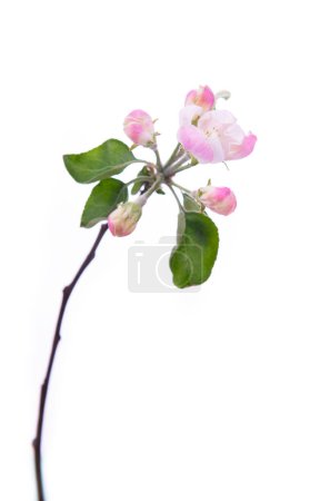 Foto de Rama floreciente del manzano con grandes flores de color blanco-rosa y hojas verdes aisladas sobre fondo blanco. Floración en primavera. - Imagen libre de derechos