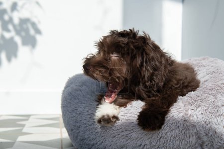 Foto de El cachorro descansa en casa. Lindo diseñador raza perrito, yorkshire terrier y mezcla de caniche. Adorable mascota bosteza o ríe, retrato interior - Imagen libre de derechos