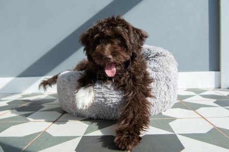 Puppy rests at home. Cute designer breed little dog, yorkshire terrier and poodle mix. Adorable pet's indoor portrait 