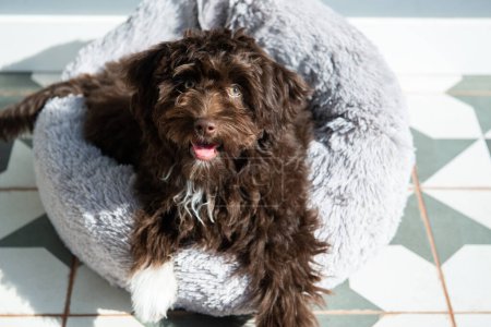 Foto de El cachorro descansa en casa. Lindo diseñador raza perrito, yorkshire terrier y mezcla de caniche. Retrato interior de la mascota adorable - Imagen libre de derechos