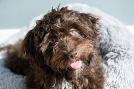 Foto de El cachorro descansa en casa. Lindo diseñador raza perrito, yorkshire terrier y mezcla de caniche. Retrato interior de la mascota adorable - Imagen libre de derechos