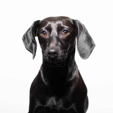 Perro negro posando sobre fondo blanco. Retrato interior de la mascota adorable 