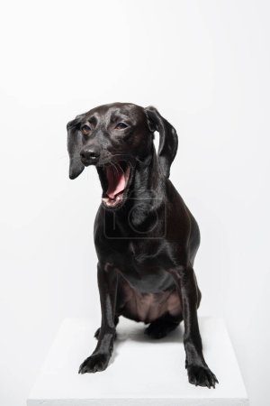 Téléchargez les photos : Petit chien noir posant sur fond blanc. Adorable portrait d'intérieur d'animal de compagnie. Bâillements de chien - en image libre de droit
