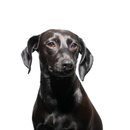 Photo for Small black dog posing over white background. Adorable pet's indoor portrait - Royalty Free Image