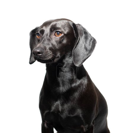 Kleiner schwarzer Hund posiert vor weißem Hintergrund. Liebenswertes Haustier-Porträt 