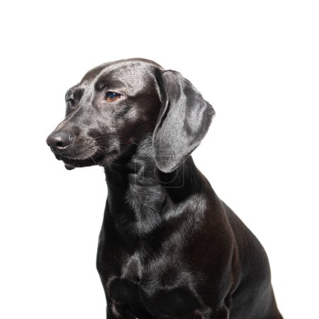 Téléchargez les photos : Petit chien noir posant sur fond blanc. Portrait intérieur de l'adorable animal de compagnie - en image libre de droit