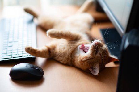 Foto de Lindo jengibre gato tabby bien alimentado y satisfecho duerme y bosteza en el lugar de trabajo en casa junto al teclado, el ratón de la PC y la pantalla del monitor. - Imagen libre de derechos