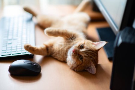 Foto de Lindo jengibre gato tabby bien alimentado y satisfecho duerme en el lugar de trabajo en casa junto al teclado, el ratón de la PC y la pantalla del monitor. - Imagen libre de derechos