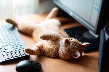 Photo for Cute ginger tabby cat well-fed and satisfied sleeps at home working place next to keyboard, PC mouse and monitor screen. - Royalty Free Image
