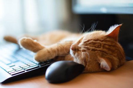 Téléchargez les photos : Mignon gingembre tabby chat bien nourri et satisfait dort à la maison lieu de travail à côté du clavier, souris PC et écran de moniteur. - en image libre de droit