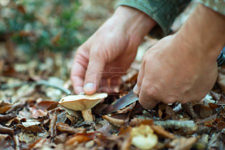 Photo for Man cut mushrooms growing in forest among the fallen leaves - Royalty Free Image
