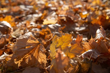 Téléchargez les photos : Feuillage sec d'érable d'automne au soleil. Naturel doux beau fond avec des feuilles tombées dans une forêt ou un parc. Flétrissement de la nature en novembre - en image libre de droit