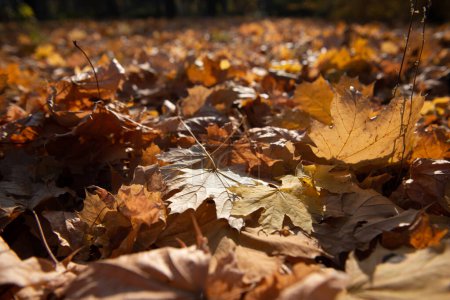 Photo for Dry autumn maple tree foliage at sunny day. Natural soft beautiful background with fallen leaves in a forest or park. Wilting of nature in November - Royalty Free Image