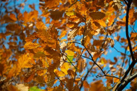 Téléchargez les photos : Feuillage jaune vif de chêne d'automne au soleil. Naturel doux beau fond avec des feuilles d'automne orange sur ciel bleu propre. Flétrissement de la nature en novembre - en image libre de droit