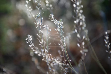 Téléchargez les photos : Naturel doux beau fond avec de l'herbe d'automne sec à la journée ensoleillée. Flétrissement de la nature en novembre - en image libre de droit