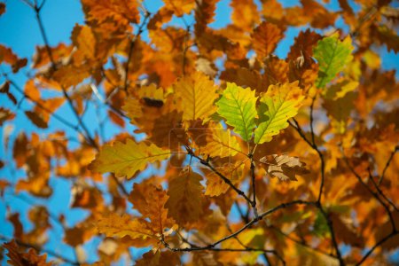 Foto de Follaje vívido de roble amarillo de otoño en un día soleado. Fondo hermoso suave natural con hojas de otoño de color naranja sobre el cielo azul limpio. El marchitamiento de la naturaleza en noviembre - Imagen libre de derechos