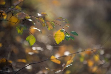 Photo for Vivid yellow autumn bush foliage at sunny day. Natural soft beautiful background with orange fall leaves. Wilting of nature in November - Royalty Free Image