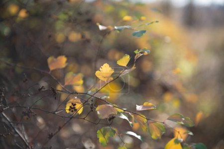 Téléchargez les photos : Feuillage d'automne jaune vif à la journée ensoleillée. Naturel doux beau fond avec des feuilles d'automne orange. Flétrissement de la nature en novembre - en image libre de droit