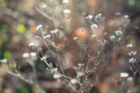 Photo for Natural soft beautiful background with fall grass and flowers at sunny day, soft focus. Wilting of nature in November - Royalty Free Image
