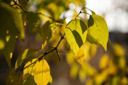 Photo for Yellow-green autumn foliage in the sun, natural soft beautiful background. Wilting of nature in November - Royalty Free Image