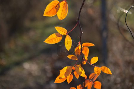 Téléchargez les photos : Branche avec des feuilles jaunies en plein soleil sur fond de feuilles sombres tombées, fond naturel - en image libre de droit