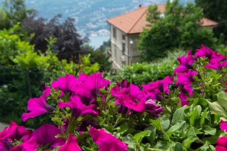 Téléchargez les photos : Petunia fleurs floraison au parc avec un grand aménagement paysager et de belles plantes au printemps, Italie, Lombardie - en image libre de droit