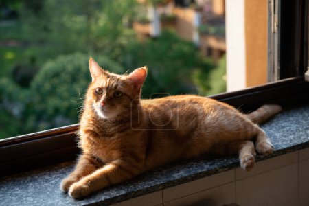 Foto de Lindo gato tabby rojo descansa en casa en el alféizar de la ventana con una ventana abierta, mira al jardín y disfruta de los cálidos rayos de sol y el aire fresco. Adorable mascota joven. - Imagen libre de derechos