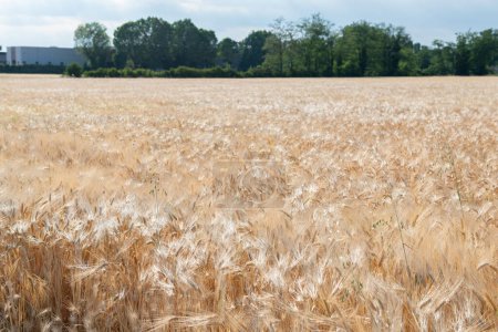 Foto de El paisaje con cereales dorados crece en el campo. Cultivos de granos. Espiguillas de trigo, junio. Granos alimentarios importantes - Imagen libre de derechos
