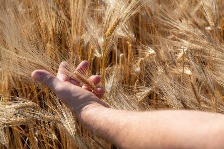 Foto de Mano masculina tocando cereales dorados crece en el campo. Cultivos de granos. Espiguillas de trigo, junio. Granos alimentarios importantes - Imagen libre de derechos
