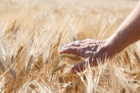 Téléchargez les photos : Homme main touchant céréales dorées pousse dans le champ. Des céréales. Épillets de blé, juin. Grains alimentaires importants - en image libre de droit