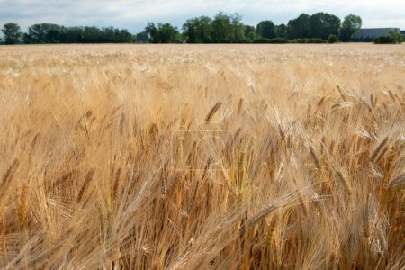 Foto de El paisaje con cereales dorados crece en el campo. Cultivos de granos. Espiguillas de trigo, junio. Granos alimentarios importantes - Imagen libre de derechos