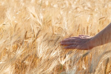 Foto de Mano masculina tocando cereales dorados crece en el campo. Cultivos de granos. Espiguillas de trigo, junio. Granos alimentarios importantes - Imagen libre de derechos