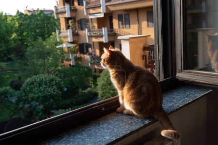 Téléchargez les photos : Mignon chat tabby rouge repose à la maison sur le rebord de la fenêtre avec une fenêtre ouverte, regarde dans le jardin et profite des rayons de soleil chauds et de l'air frais. Adorable jeune animal de compagnie. - en image libre de droit